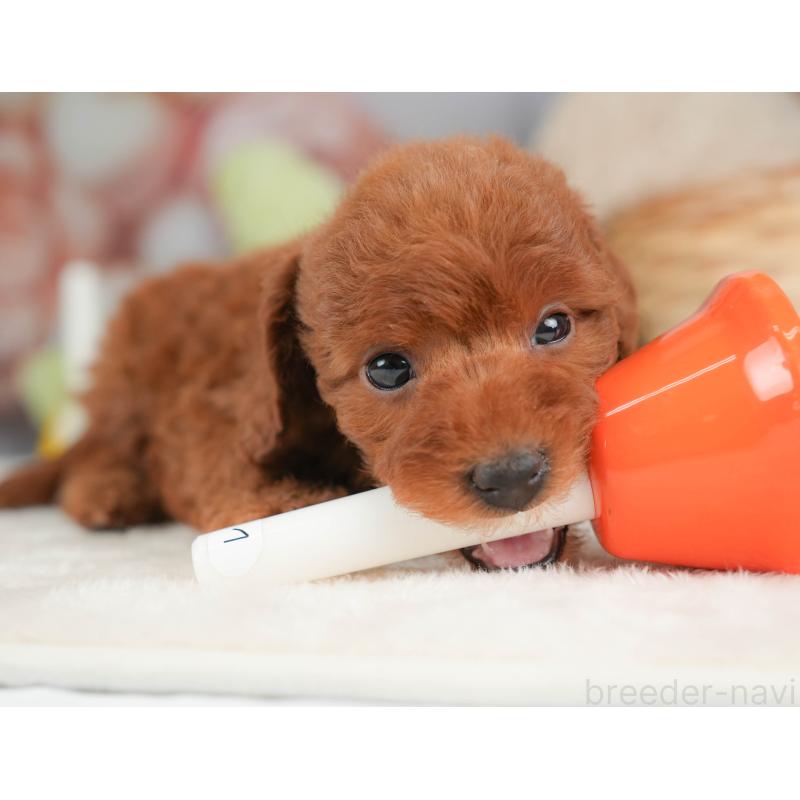 販売中の栃木県のトイプードル-444408の6枚目