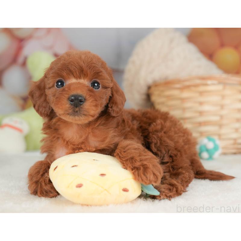 販売中の栃木県のトイプードル-444408の4枚目