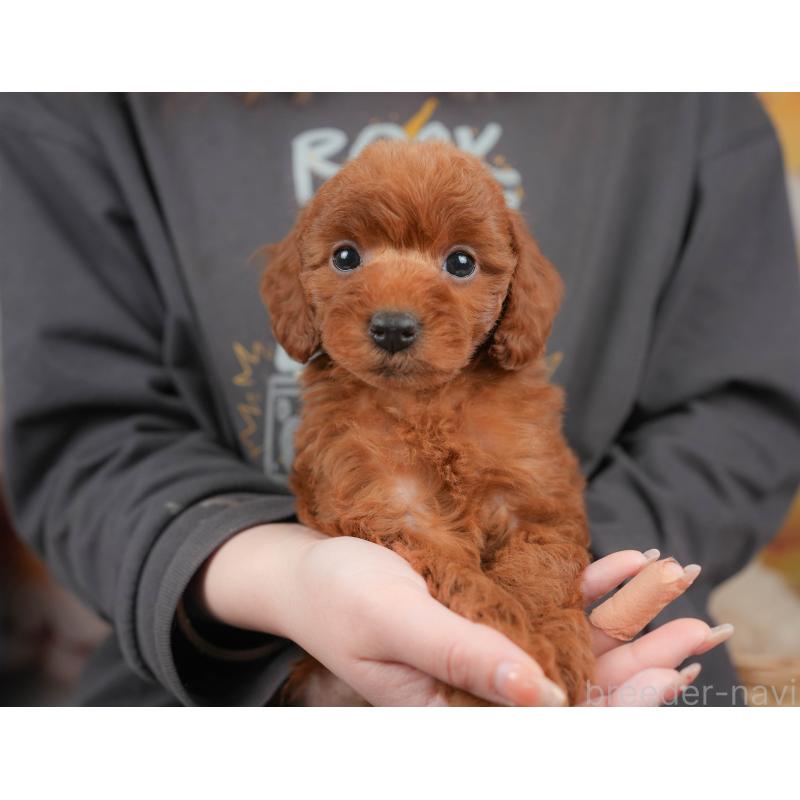 販売中の栃木県のトイプードル-444408の3枚目