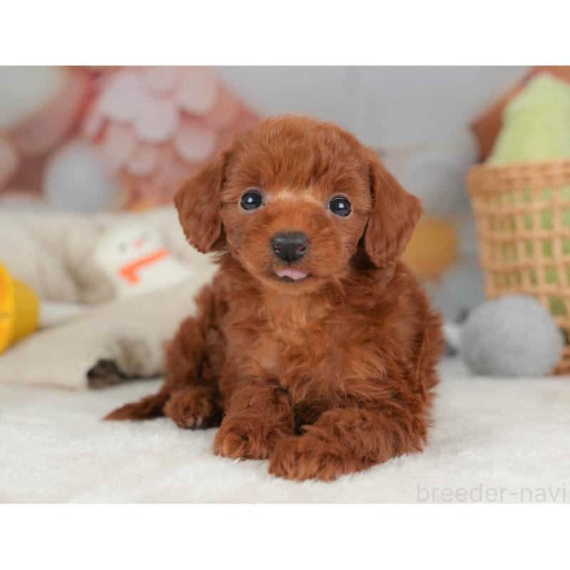 販売中の栃木県のトイプードル-444406の9枚目