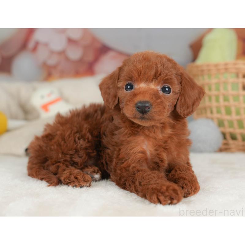 販売中の栃木県のトイプードル-444406の7枚目