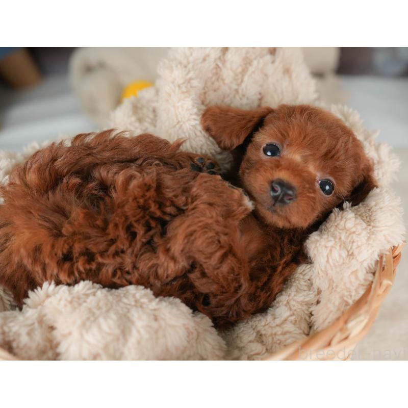 販売中の栃木県のトイプードル-444406の6枚目