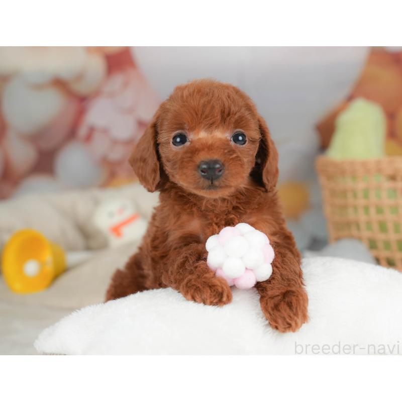 販売中の栃木県のトイプードル-444406の5枚目