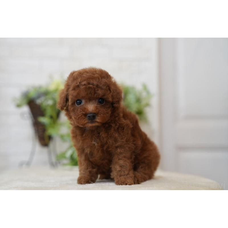 販売中の千葉県のタイニープードル-443456の3枚目