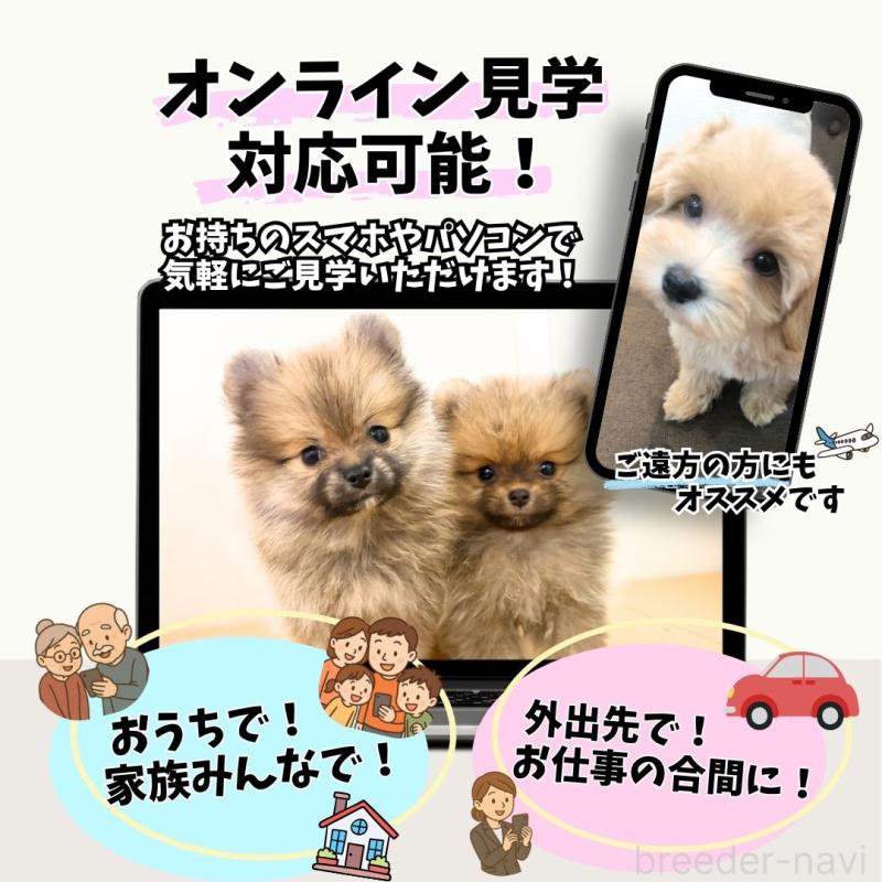 販売中の栃木県のトイプードル-444403の13枚目