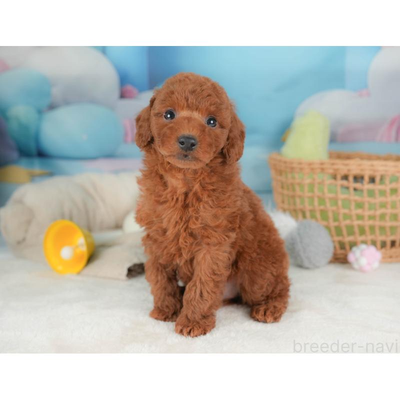 販売中の栃木県のトイプードル-444403の1枚目