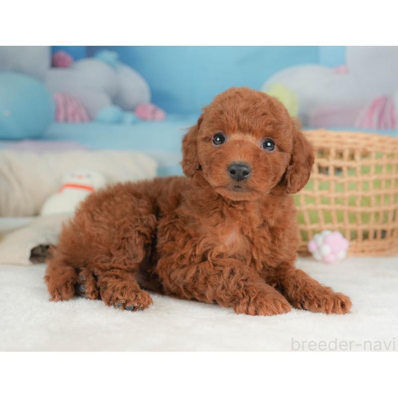 販売中の栃木県のトイプードル-444403の11枚目