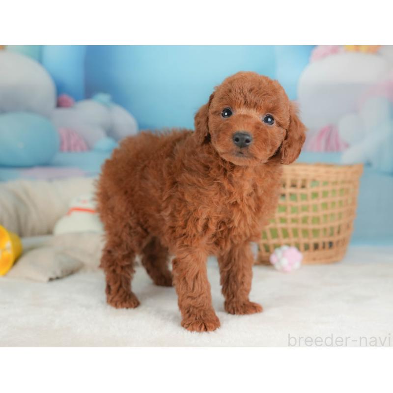 販売中の栃木県のトイプードル-444403の10枚目