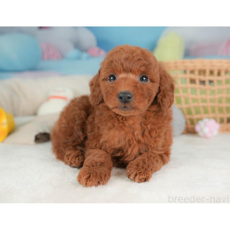 販売中の栃木県のトイプードル-444403の9枚目