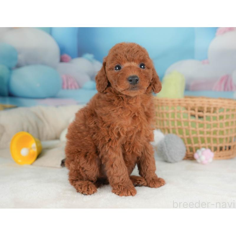 販売中の栃木県のトイプードル-444403の8枚目