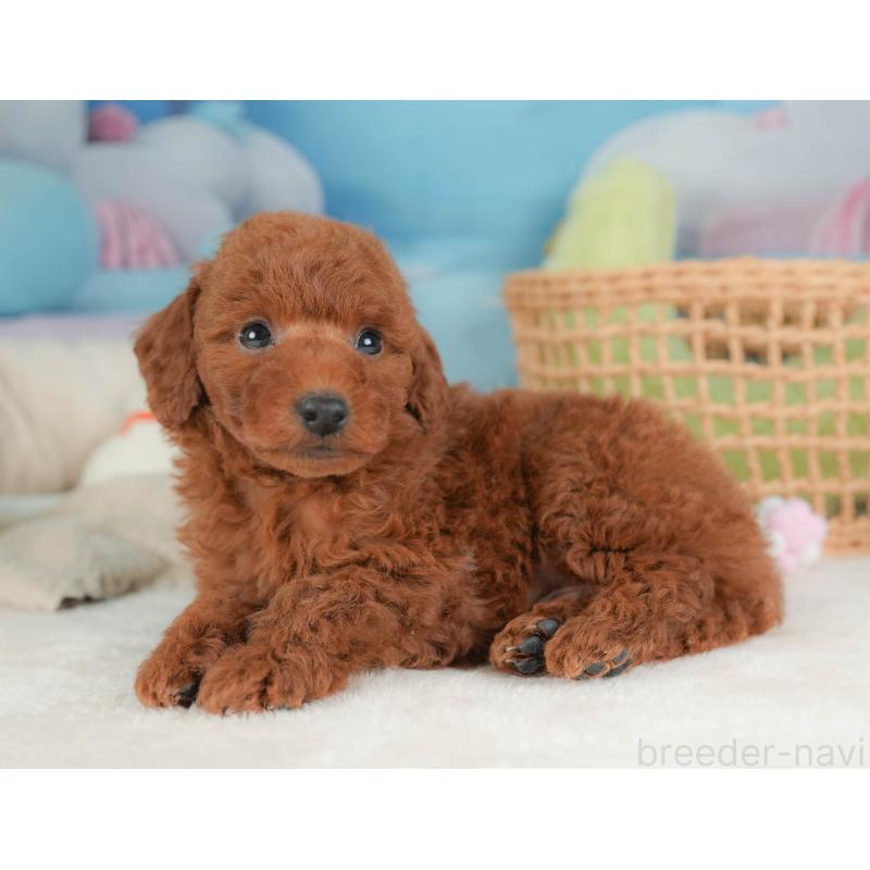 販売中の栃木県のトイプードル-444403の7枚目