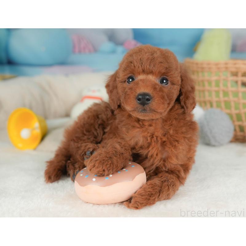 販売中の栃木県のトイプードル-444403の5枚目