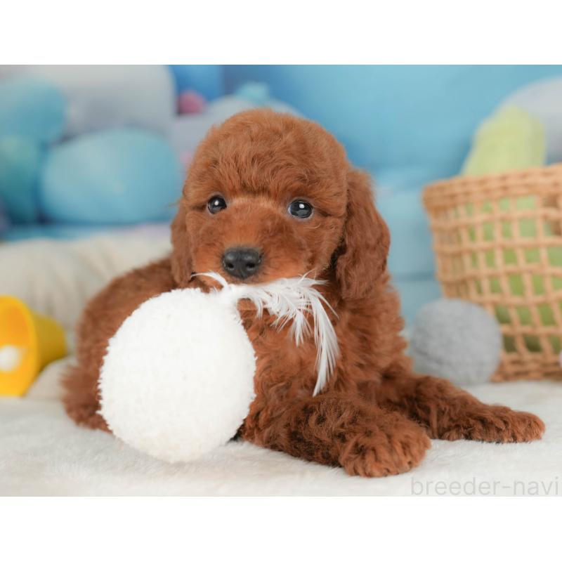 販売中の栃木県のトイプードル-444403の4枚目