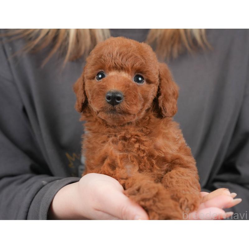 販売中の栃木県のトイプードル-444403の3枚目