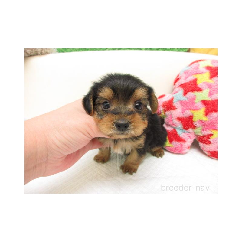 販売中の大阪府のヨークシャーテリア-443457