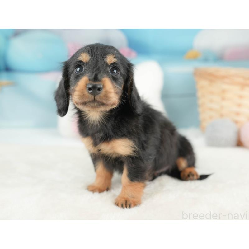 販売中の栃木県のカニンヘンダックスフンド(ロングヘアード)-443537の1枚目