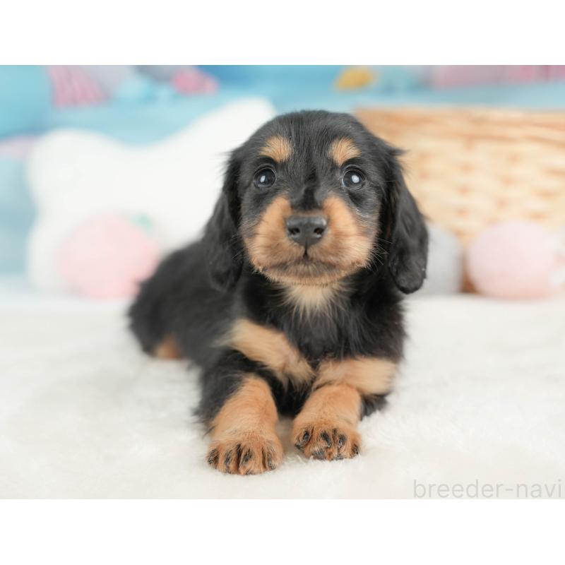 販売中の栃木県のカニンヘンダックスフンド(ロングヘアード)-443537の11枚目