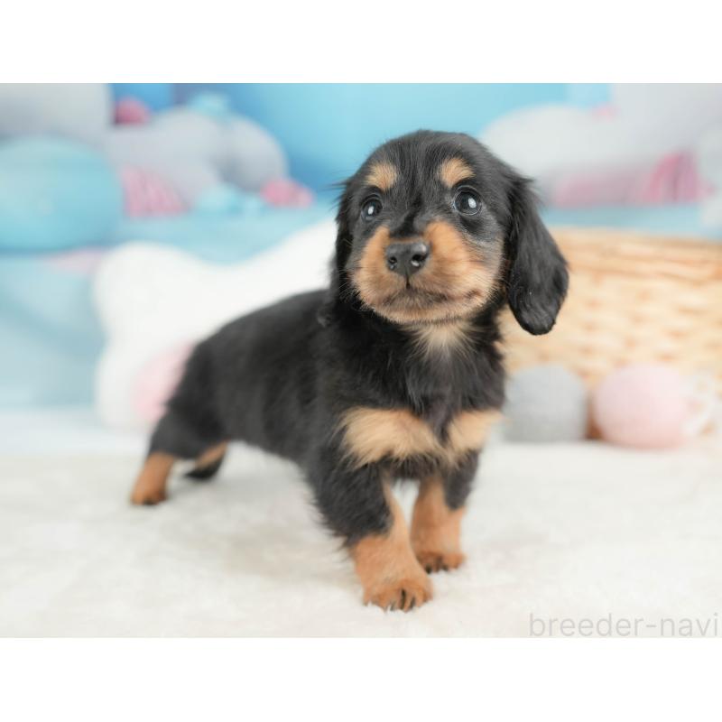 販売中の栃木県のカニンヘンダックスフンド(ロングヘアード)-443537の10枚目