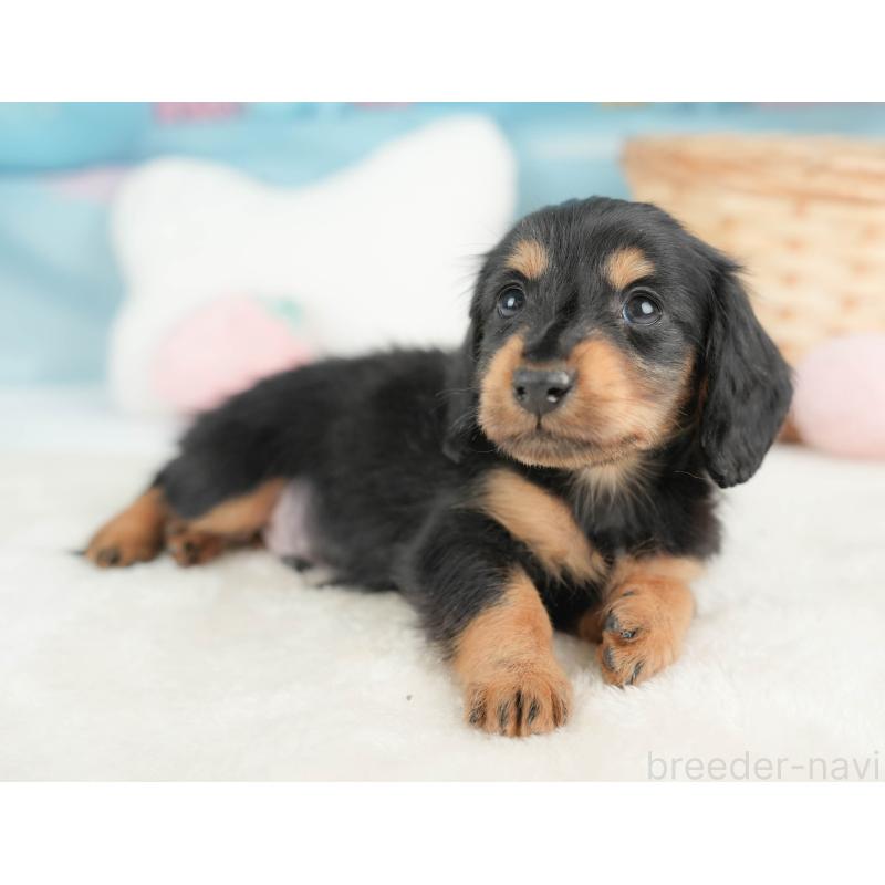 販売中の栃木県のカニンヘンダックスフンド(ロングヘアード)-443537の9枚目