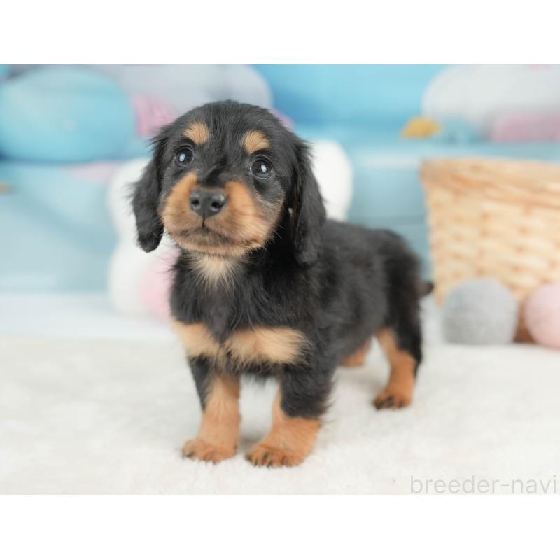 販売中の栃木県のカニンヘンダックスフンド(ロングヘアード)-443537の8枚目