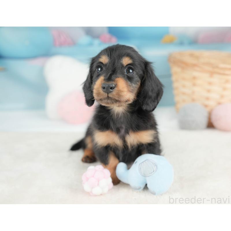 販売中の栃木県のカニンヘンダックスフンド(ロングヘアード)-443537の7枚目