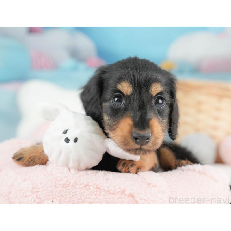 販売中の栃木県のカニンヘンダックスフンド(ロングヘアード)-443537の6枚目