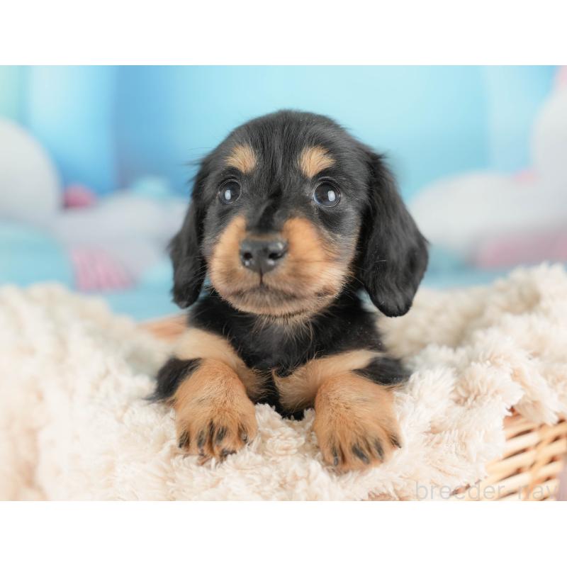 販売中の栃木県のカニンヘンダックスフンド(ロングヘアード)-443537の5枚目