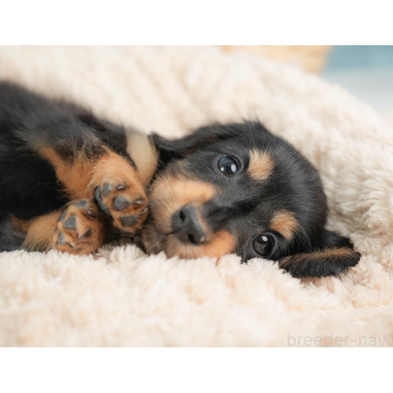 販売中の栃木県のカニンヘンダックスフンド(ロングヘアード)-443537の4枚目