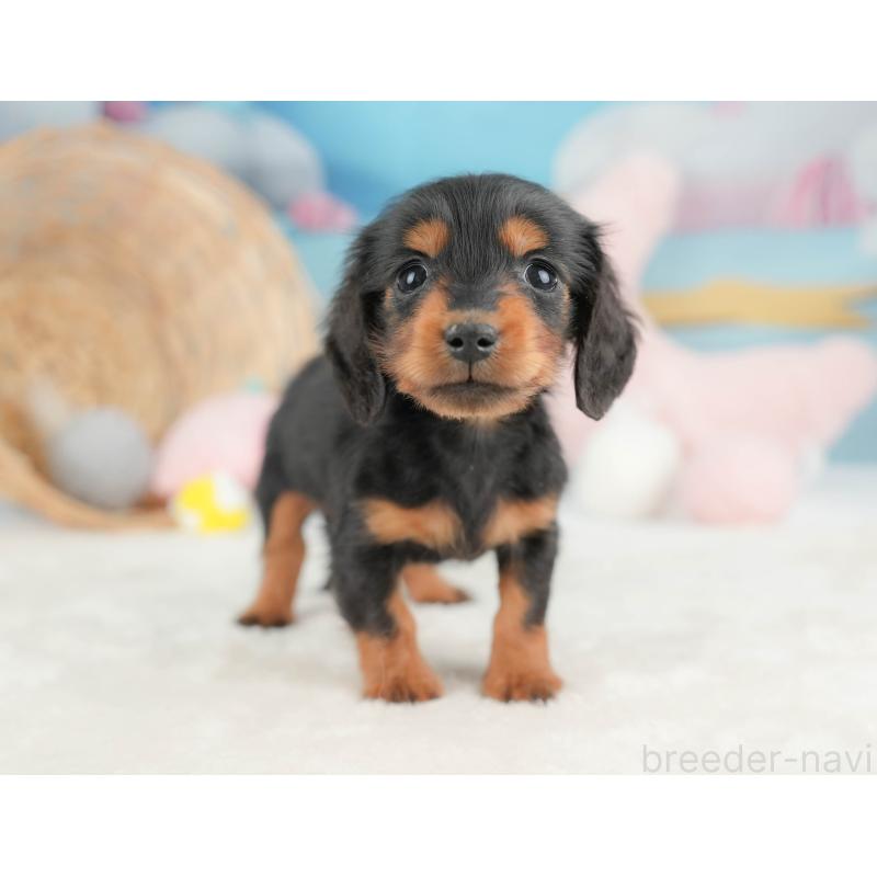 販売中の栃木県のミニチュアダックスフンド(ロングヘアード)-443539の11枚目