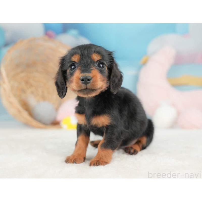 販売中の栃木県のミニチュアダックスフンド(ロングヘアード)-443539の10枚目