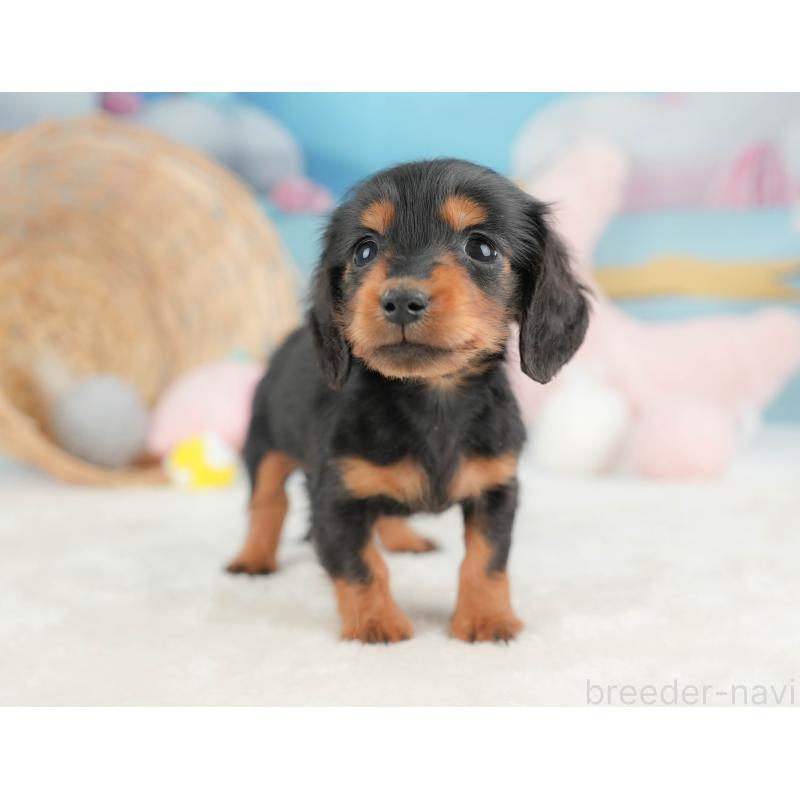 販売中の栃木県のミニチュアダックスフンド(ロングヘアード)-443539の7枚目