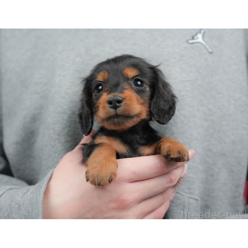 販売中の栃木県のミニチュアダックスフンド(ロングヘアード)-443539の3枚目