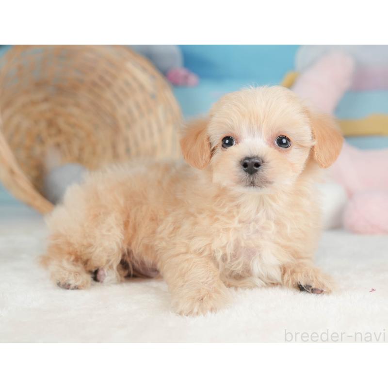 販売中の栃木県のマルプー:マルチーズ×トイプードル-443554の9枚目