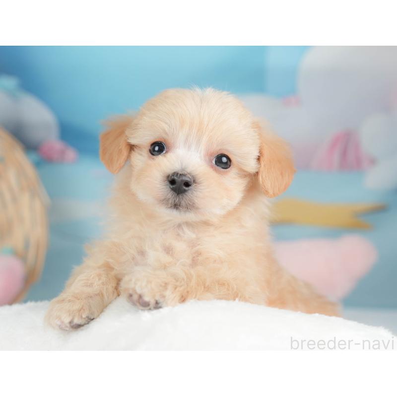 販売中の栃木県のマルプー:マルチーズ×トイプードル-443554の7枚目