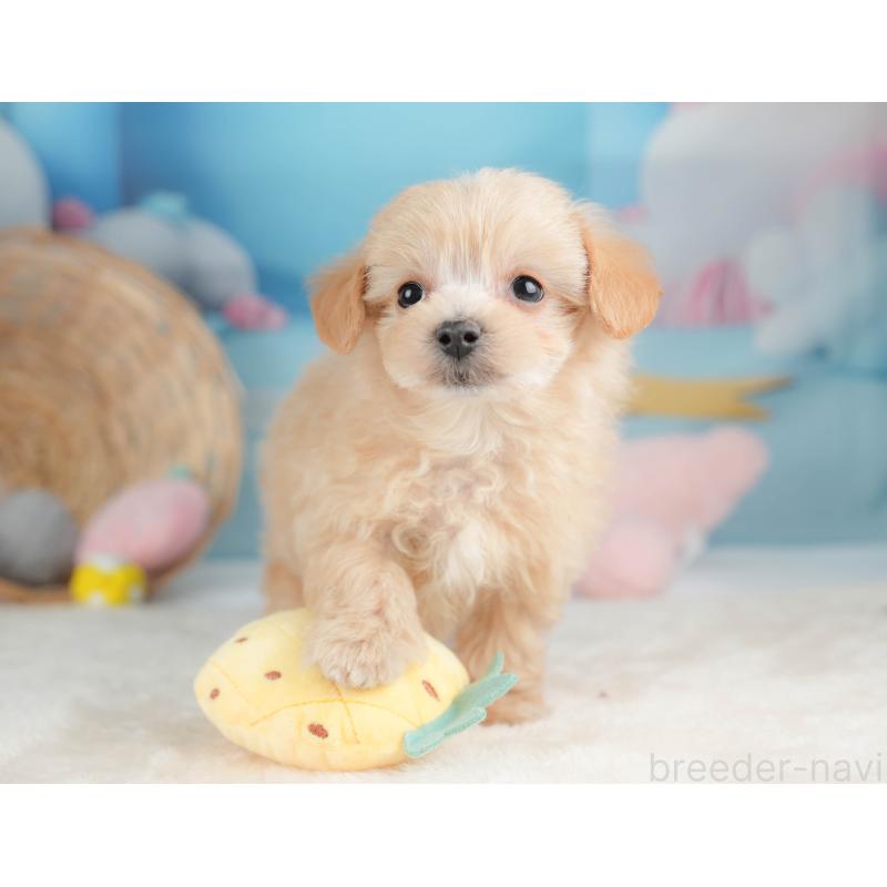 販売中の栃木県のマルプー:マルチーズ×トイプードル-443554の6枚目