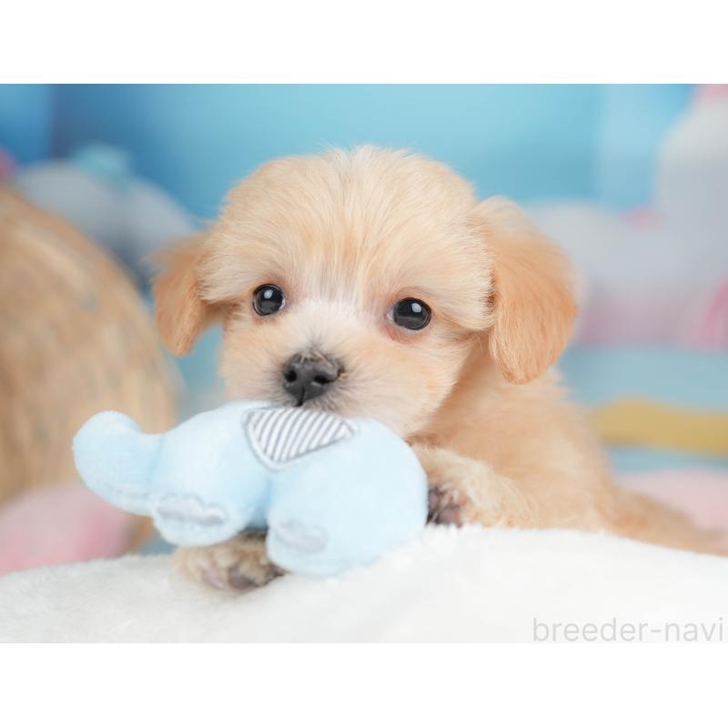 販売中の栃木県のマルプー:マルチーズ×トイプードル-443554の5枚目