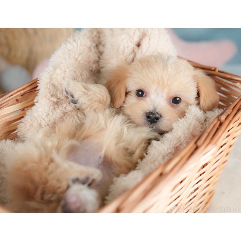 販売中の栃木県のマルプー:マルチーズ×トイプードル-443554の4枚目