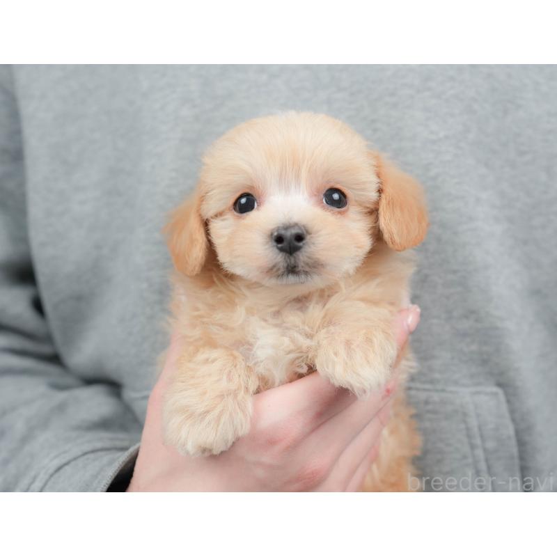 販売中の栃木県のマルプー:マルチーズ×トイプードル-443554の3枚目