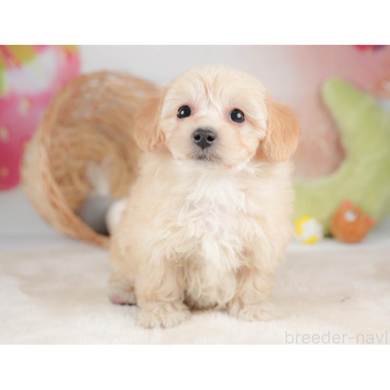 販売中の栃木県のマルプー:マルチーズ×トイプードル-443551の1枚目