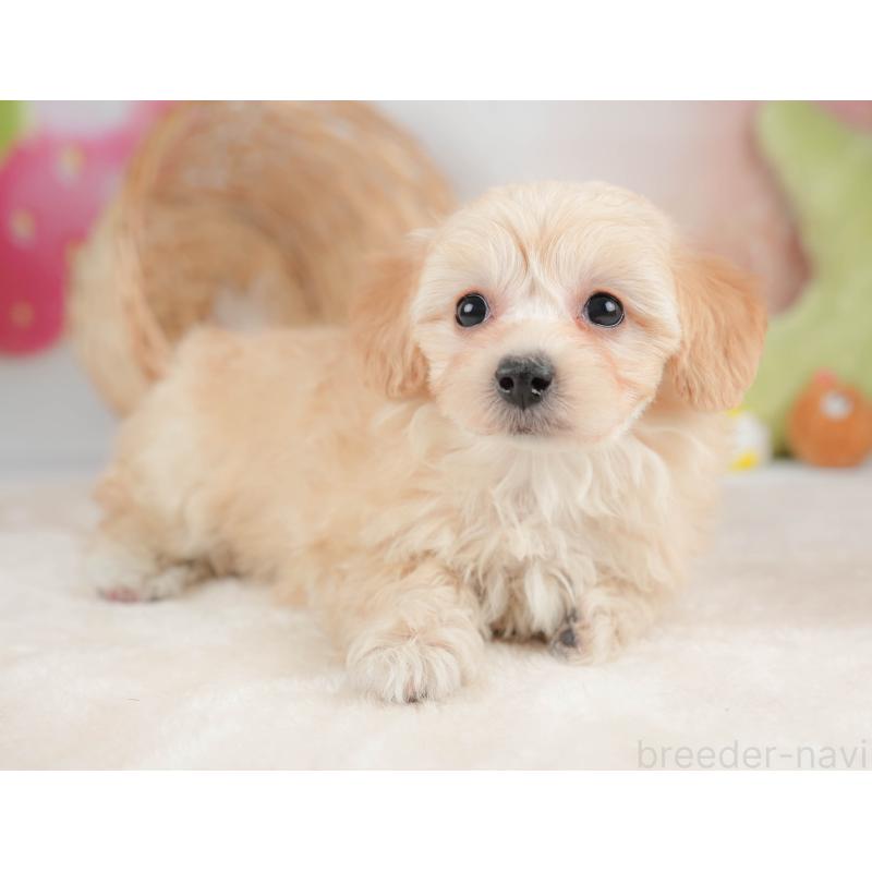 販売中の栃木県のマルプー:マルチーズ×トイプードル-443551の11枚目