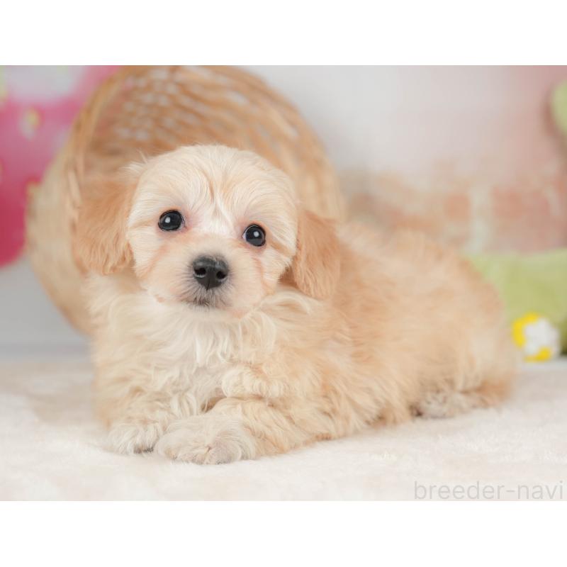 販売中の栃木県のマルプー:マルチーズ×トイプードル-443551の8枚目