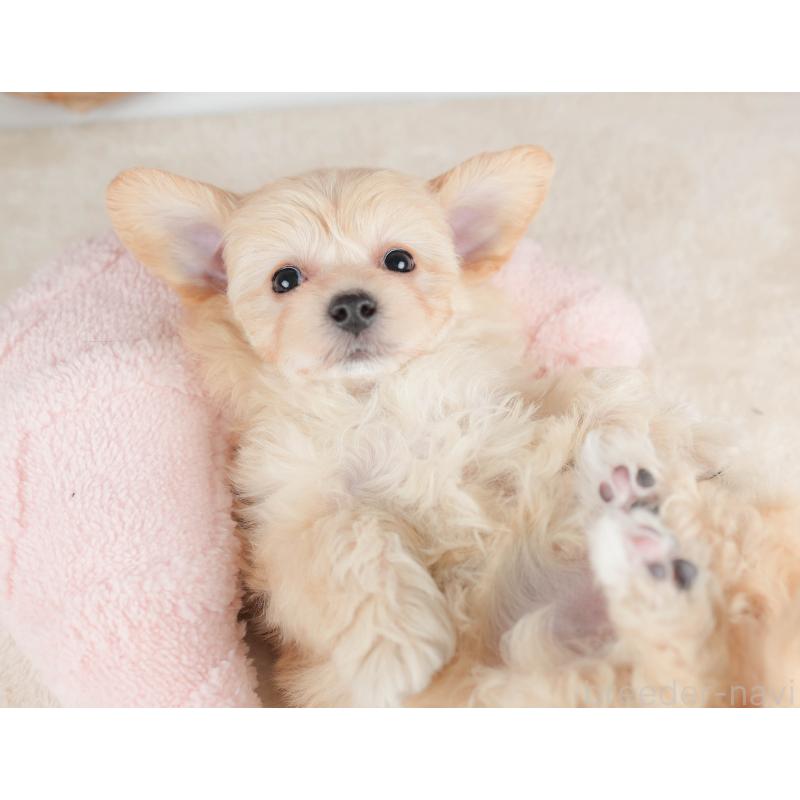 販売中の栃木県のマルプー:マルチーズ×トイプードル-443551の7枚目