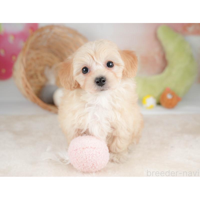 販売中の栃木県のマルプー:マルチーズ×トイプードル-443551の6枚目