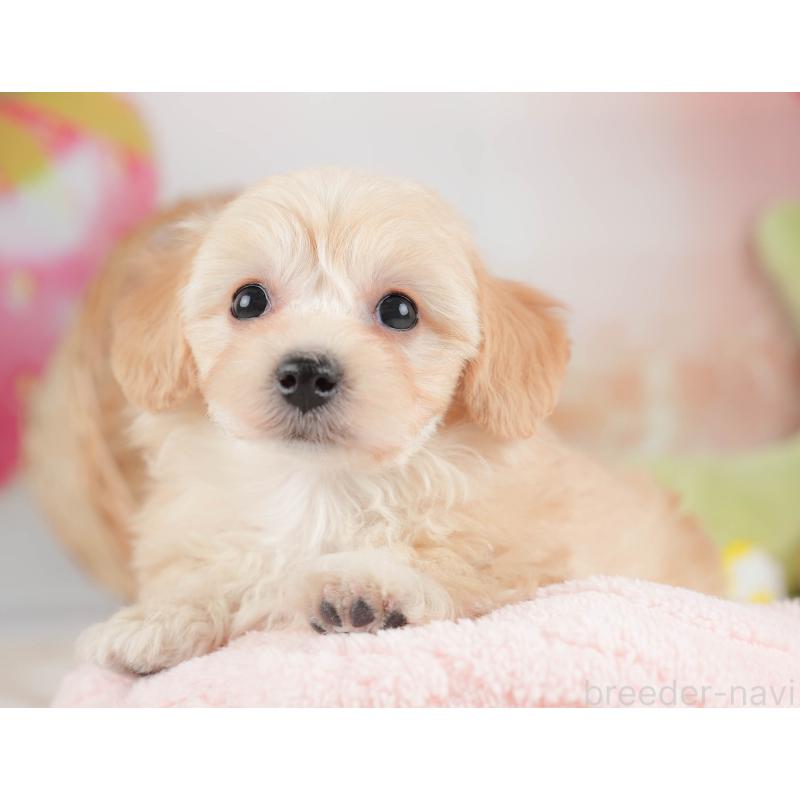 販売中の栃木県のマルプー:マルチーズ×トイプードル-443551の5枚目