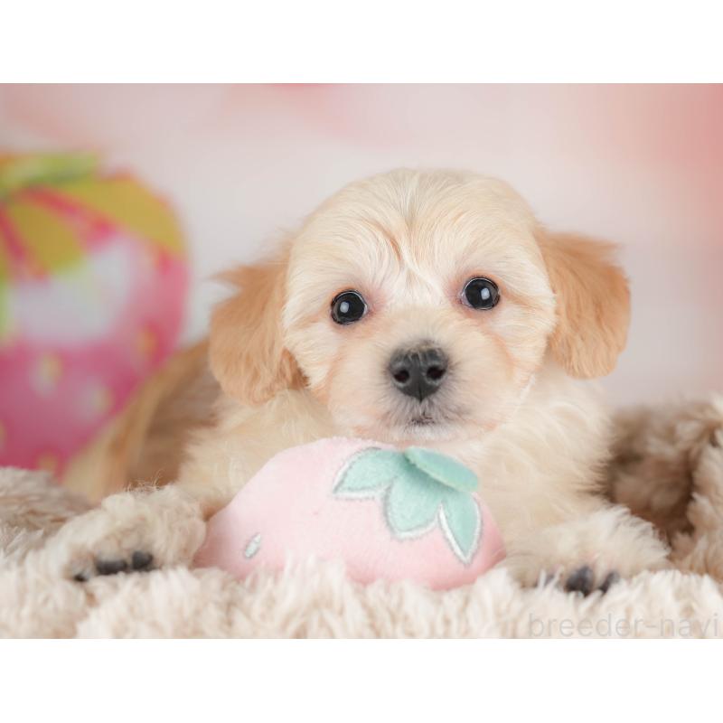 販売中の栃木県のマルプー:マルチーズ×トイプードル-443551の4枚目