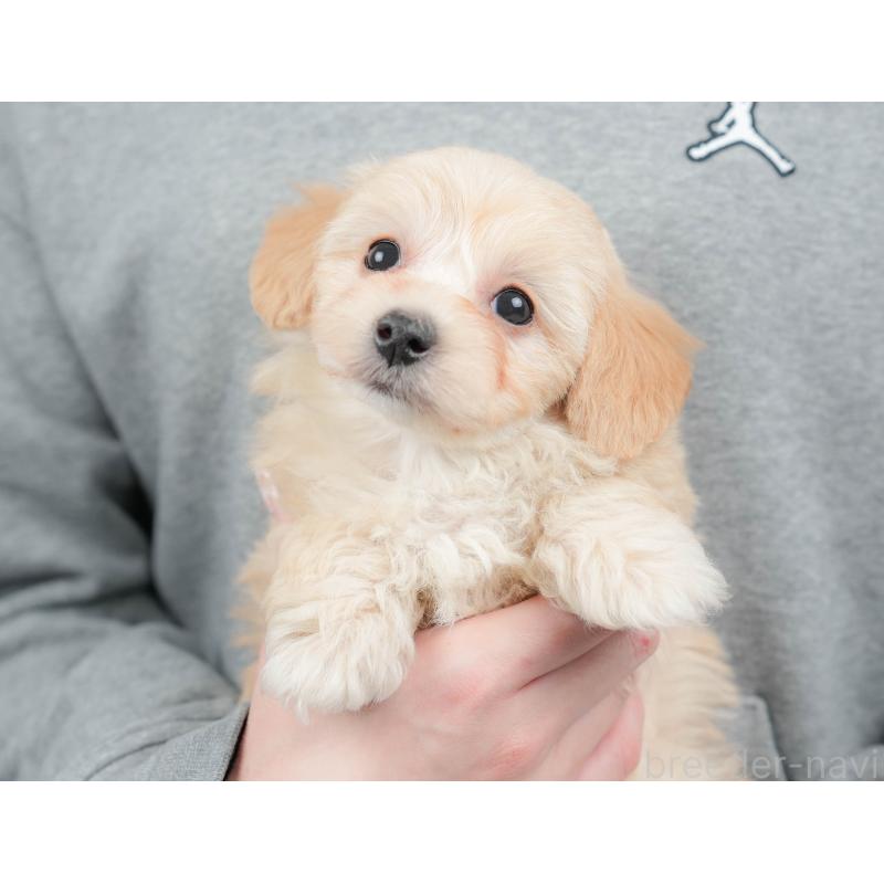 販売中の栃木県のマルプー:マルチーズ×トイプードル-443551の3枚目