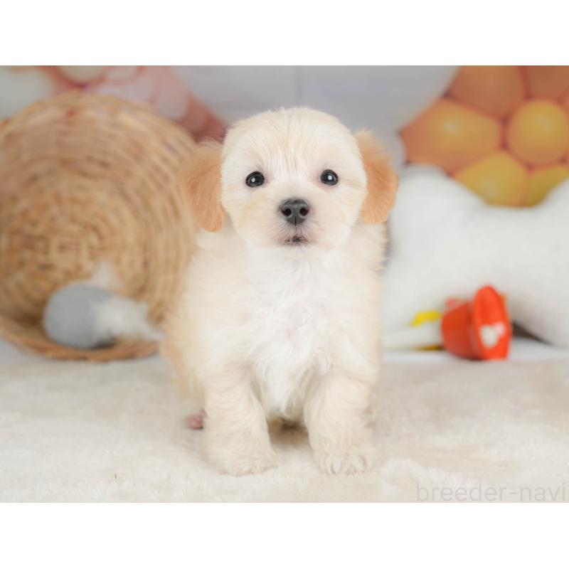 販売中の栃木県のマルプー:マルチーズ×トイプードル-443546