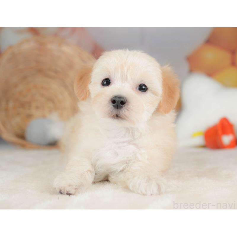 販売中の栃木県のマルプー:マルチーズ×トイプードル-443546の9枚目