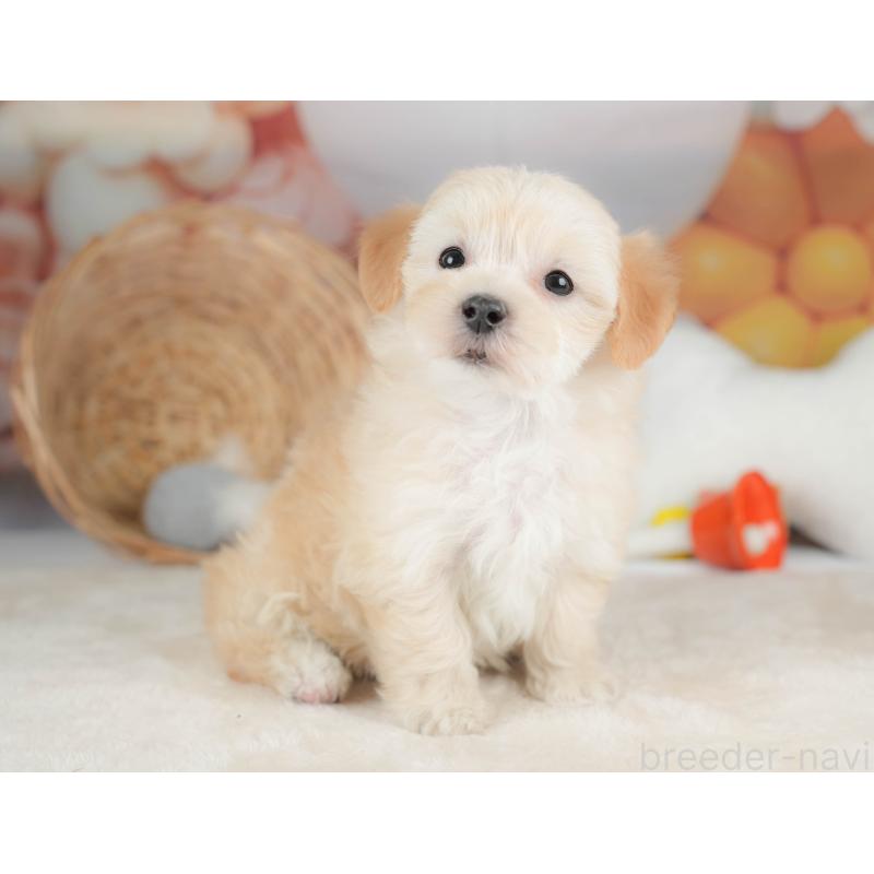 販売中の栃木県のマルプー:マルチーズ×トイプードル-443546の8枚目