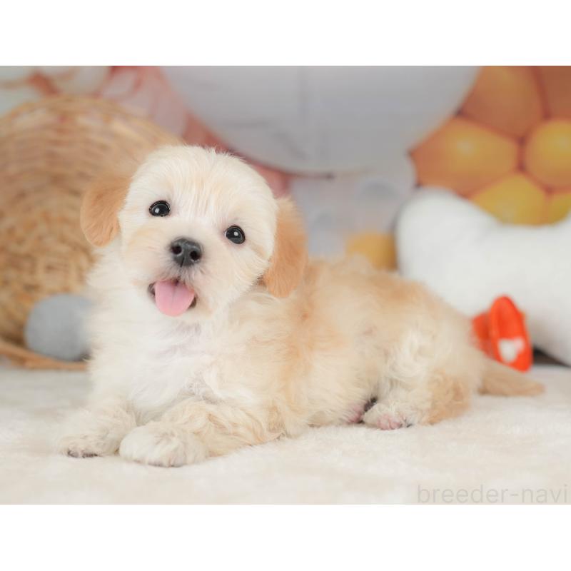 販売中の栃木県のマルプー:マルチーズ×トイプードル-443546の7枚目